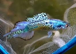 Guppy Lepistes Panosundaki Pin
