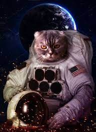 catstronaut space cat astronaut cat beautiful cat
