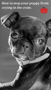 Puppy Crying In Crate Here S How To Stop Your Puppy From Whining And Get Your Puppy Humanely Crate Trainied Gooddoggies Puppy Training Dog Training Puppies