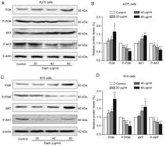 The following resources are available through our google cloud buckets: Daphnoretin Induces Reactive Oxygen Species Mediated Apoptosis In Melanoma Cells