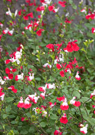 View 11 761 nsfw videos and pictures and enjoy lipsthatgrip with the endless random gallery on scrolller.com. Salvia Hot Lips Good For Pollinators Container Garden Perennial Garden Patio Perennial Flowers Plants Redhot Cl