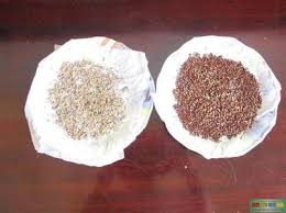 Image result for RAU MẦM CẢI XANH