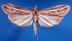 Image result for Euclasta