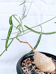 Image result for Adenia kirkii