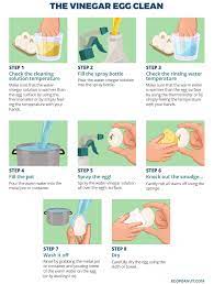 Proper collection and cleaning of chicken eggs are important for the health of the eggs, the hens, and those who eat the eggs. How To Clean And Store Fresh Chicken Eggs All Questions Answered Eco Peanut