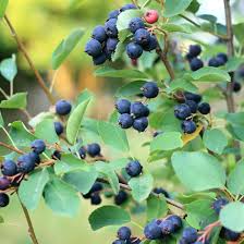 Image result for Amelanchier alnifolia