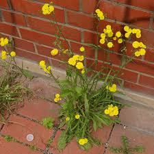 Image result for Crepis newii