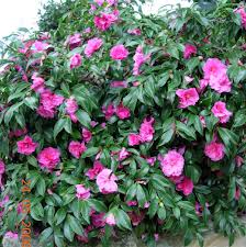 Some ornamental shrubs are as small as 1 ft. Sasanqua Newman S Nursery