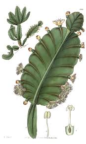 Image result for Phyllanthus caespitosus