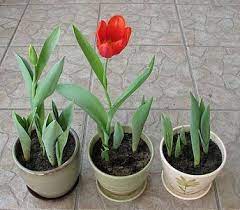 How To Grow Tulips In Containers Ehow Cultivo De Plantas Plantacion De Bulbos Jardineria Y Plantas