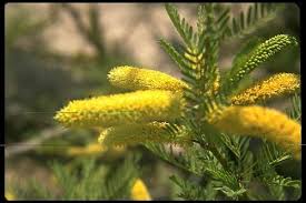 Image result for Prosopis glandulosa