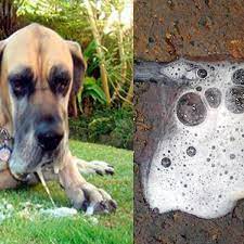 Mi Perro Vomita Espuma Blanca Causas Tratamiento Y Remedios
