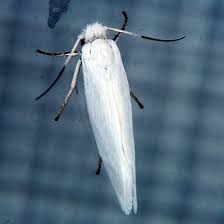 It is a pure white moth. Small White Moth Prodoxus Decipiens Bugguide Net