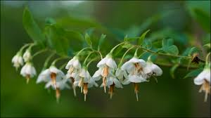 Image result for Vaccinium madagascariense