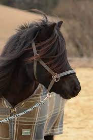 mega sweety mega sweety mega sweety miniature ponies shetland pony mini horse