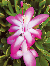How to care for an old man cactus. Zygocactus Dark Eva Tesselaar