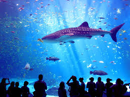 The problem was not the waiting time to enter but some crazy air conditioning procedures where they blow very cold air. Haus Des Meeres Aquarium Wien