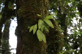 Image result for Elaphoglossum spathulatum