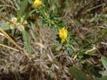 Image result for Crotalaria spinosa