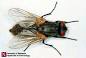 Image of How many years do flies live?