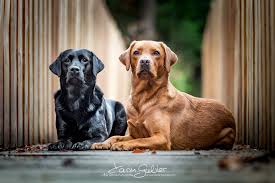 New fox red members in 2018: Unsere Labrador Hunde Foxred Labradorzucht Diamond Of Red Castle