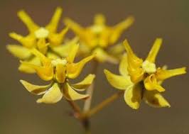 Image result for Asclepias aurea