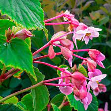 Check spelling or type a new query. Hardy Begonia Perennials Spring Hill Nurseries