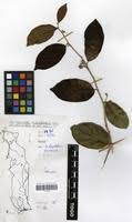 Image result for Dichapetalum madagascariense