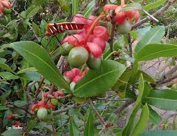 Image result for Ochna natalitia