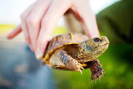 A Guide To Caring For Common Box Turtles As Pets