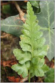 Image result for Asplenium adiantum-nigrum