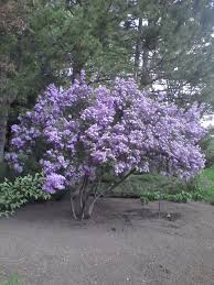 Syringa X Chinesis Chinese Lilac Zone 4 15 High 15 Wide My Photo Available Colors Purple Pink White Syringa Plants Garden Inspiration