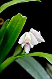 Image result for Polystachya adansoniae