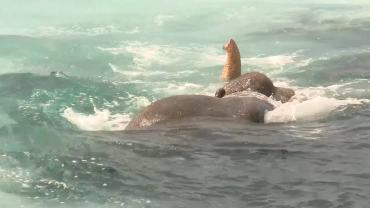 Sri Lankan Navy rescues elephant swept out to sea