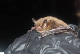 In roman antiquity, pliny maintained that a man the extensive folk association of bats with hair can likewise explain their use as a depilatory or for. Holy Blame Game Batman Why Bats Need Your Help Not Scorn Cbc News