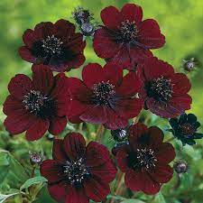 Cosmos Atrosanguineus In 2020 Cosmos Flowers Chocolate Cosmos Chocolate Cosmos Flower