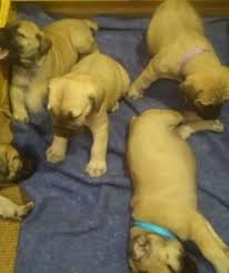 Please feel free to contact me. Boerboel Puppies Durbanville Dogs Puppies Public Ads 122797