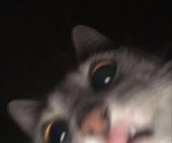 Check spelling or type a new query. Dogs Imagen En We Heart It In 2021 Cat Profile Cute Cat Memes Cat Selfie