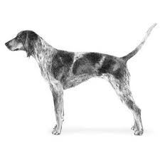 Bluetick Coonhound Dog Breed Information