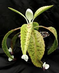Also Known As The Donkey Ear Kalanchoe This Kalanchoe From Madagascar Has Huge Banded Leaves That Curve Downwards And Form L With Images Unusual Plants Plants Succulents