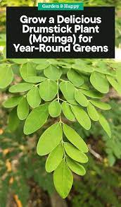 How To Grow A Drumstick Plant Moringa For Year Round Greens Garden And Happy Plants Moringa Moringa Seeds