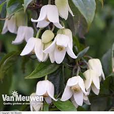 We did not find results for: Clematis Urophylla Winter Beauty Van Meuwen