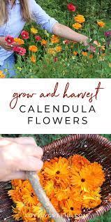 How To Grow Calendula Flowers Sowing Growing And Saving Seed Lovely Greens Calendula Seed Saving Diy Herb Garden