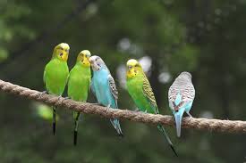 Give your feathered friends plenty of room to spread their wings in a new bird or parrot cage. Bird Archives Pet Articles Paulmac S Pets Pet Store Pet Food Treats And Supplies