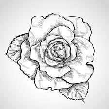 Sketch Rose Branch Fototapete • Fototapeten Blütenblätter, Rosaceae, Ätzen  | Myloview.de