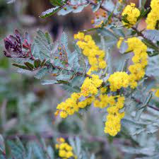 We did not find results for: Buy Acacia Baileyana Purpurea Online Southern Woods