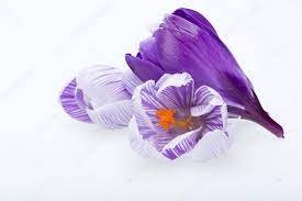 Close Up Of Blue And White Crocus Flowers Isolated On White Stock Photo Spon White Crocus Close Blue Ad Crocus Flower Crocus Flowers