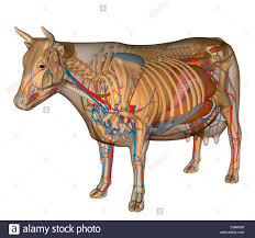 Cow Anatomy Stock Photos Cow Anatomy Stock Images Alamy