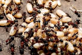 Could ants be as big as people? Ant Colonies Retain Memories That Outlast The Lifespans Of Individuals Science Smithsonian Magazine
