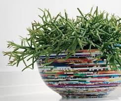 Die Schonsten Hangepflanzen Furs Zimmer Hangepflanzen Pflanzen Sommerpflanzen